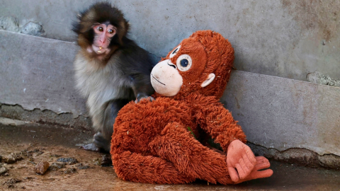 Punch, el mono bebé