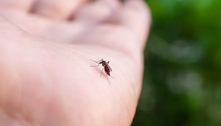 cuidado con los mosquitos