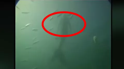 Graban una sirena en el Océano Pacífico