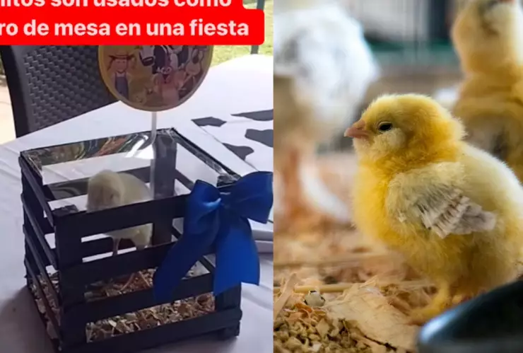Pollitos en Centros de Mesa