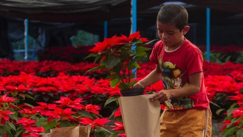 Día Nacional de la Nochebuena destaca belleza natural del campo mexicano cada 8 de diciembre