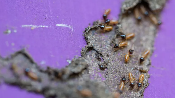 ¡Adiós a las polillas! Utiliza el vinagre para eliminar plagas