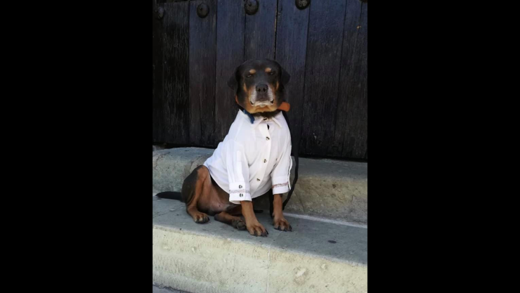 Regalan guayabera a Mazapán, el perro más famoso de la Guelaguetza