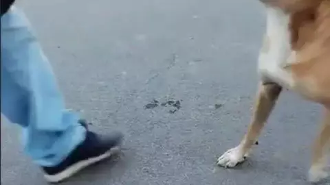 Perro pide pan a un vendedor y conmueve en redes sociales; video