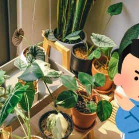 plantas (1).png