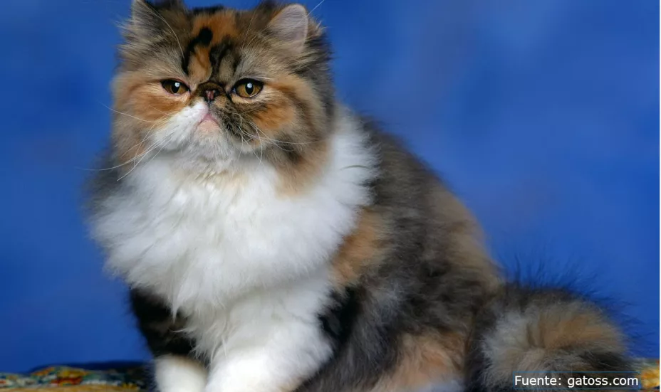 raza gatos