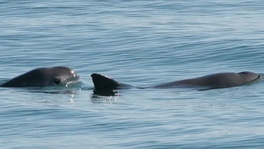 VAQUITA_ CONANP.jpeg