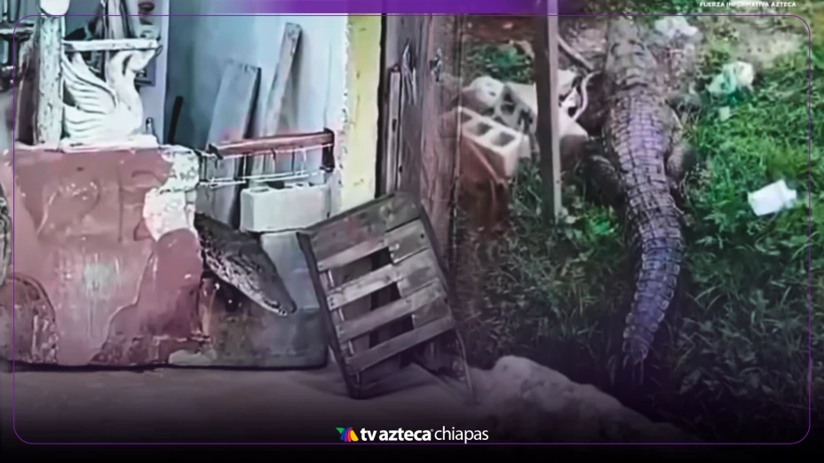 Cocodrilo Ciuda Madero