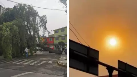 viento-caida-arboles (1).jpg