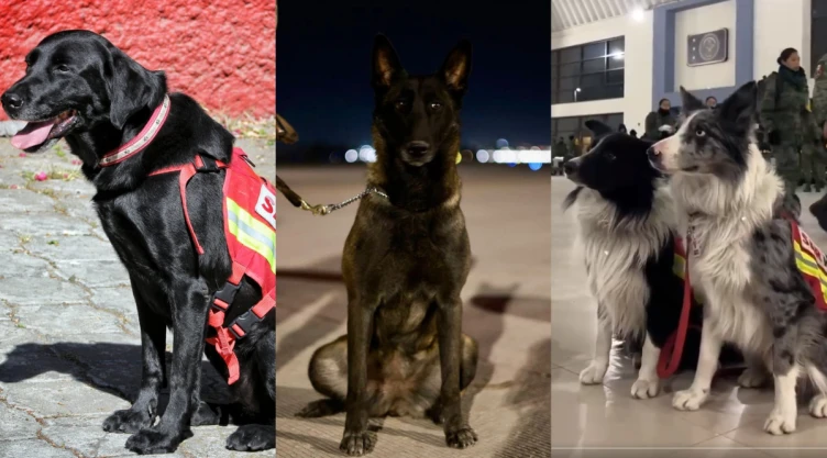 Conoce a los perritos rescatistas que viajan a Turquía para apoyo tras sismos