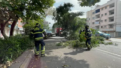 arbol-caido-colonia-narvarte