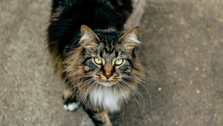 Solo la mitad de mascotas en hogar están vacunados