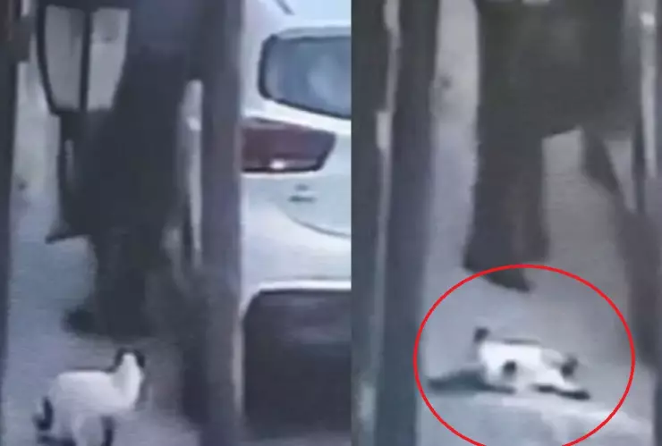 mata a gato en edomex