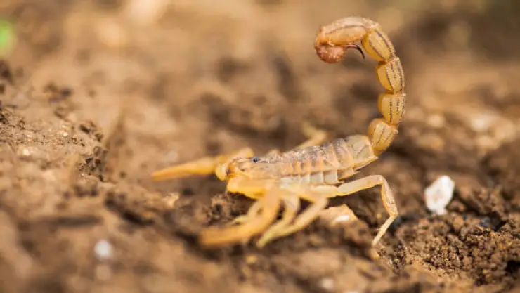 por qué los alacranes salen con el calor