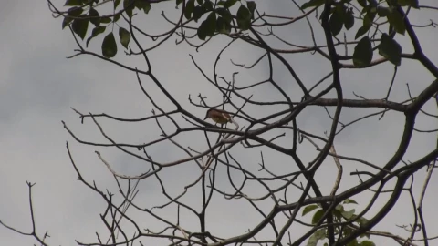 De acuerdo con la dirección de Ecología local, las aves mueren por las altas temperaturas, pero también por la falta de recipientes o espacios con agua en donde puedan calmar su sed. Imagen: Archivo