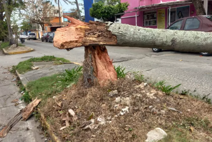 Cae palmera en auto_3