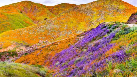 Superbloom, California