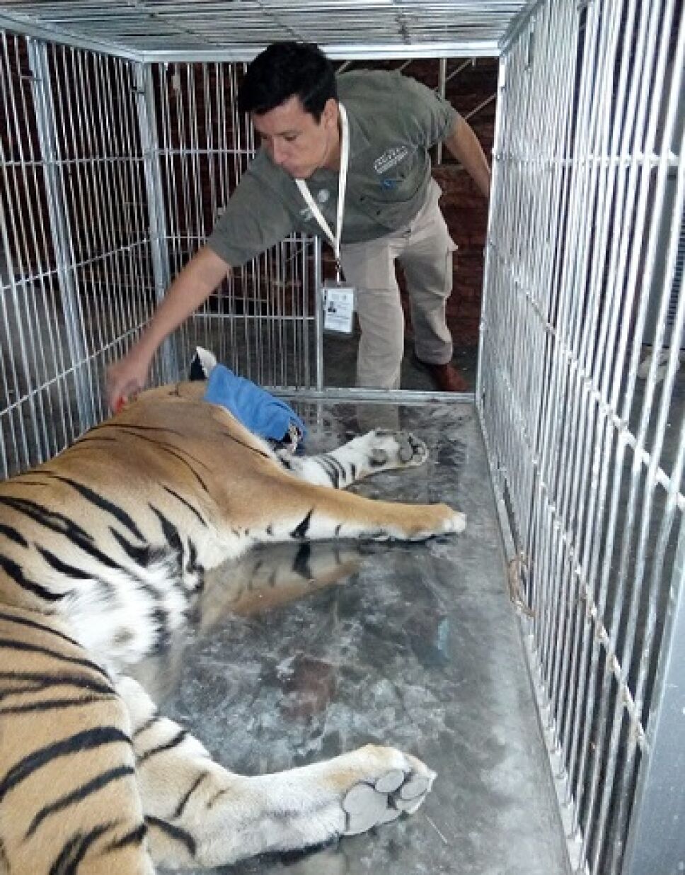 Felinos Juárez