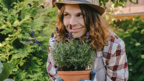 Fáciles de conseguir: las 3 plantas que ahuyentarán a las moscas de tu casa en un dos por tres