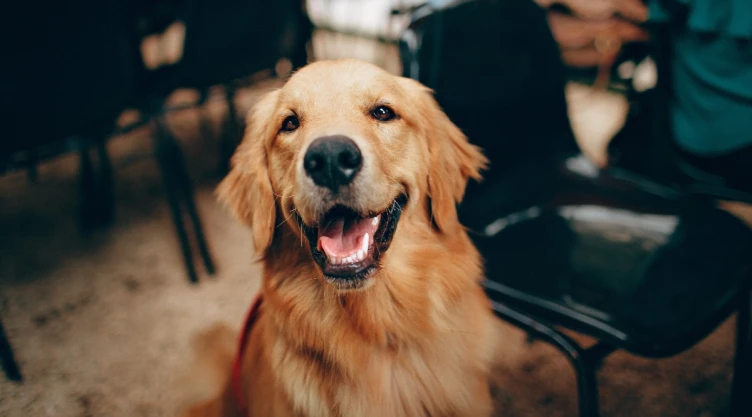 perros estudio palabas
