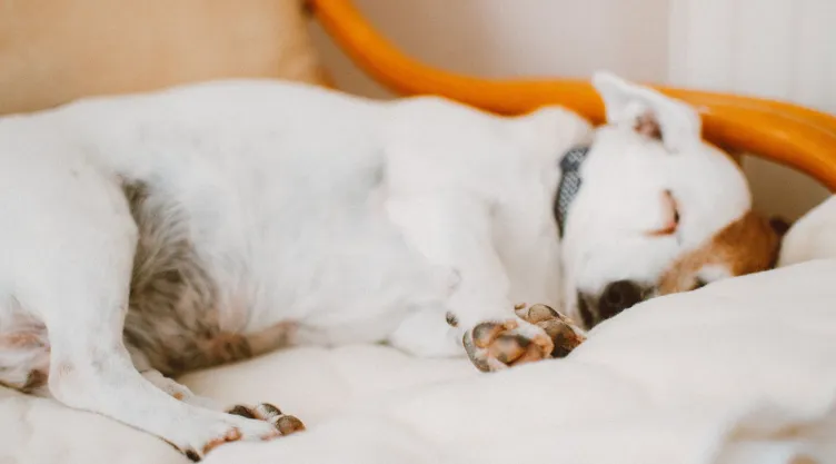 ¿Por qué tu perro cambia de lugar al dormir? Adiestradora responde