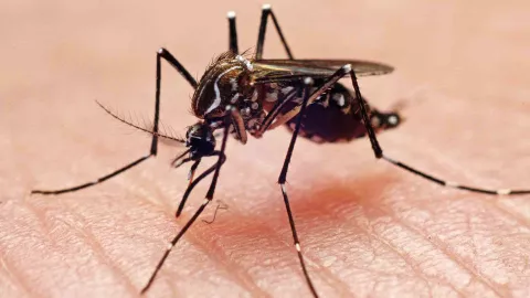 El dengue es una enfermedad viral transmitida por la picadura del mosquito Aedes aegypti