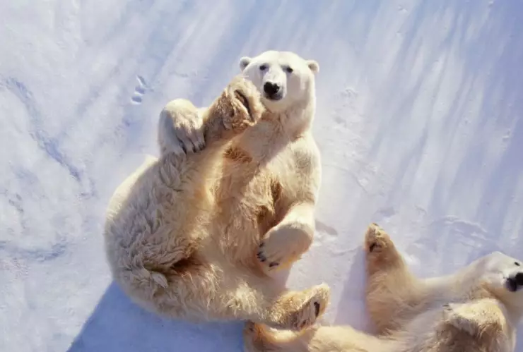 Día internacional del Osos Polar