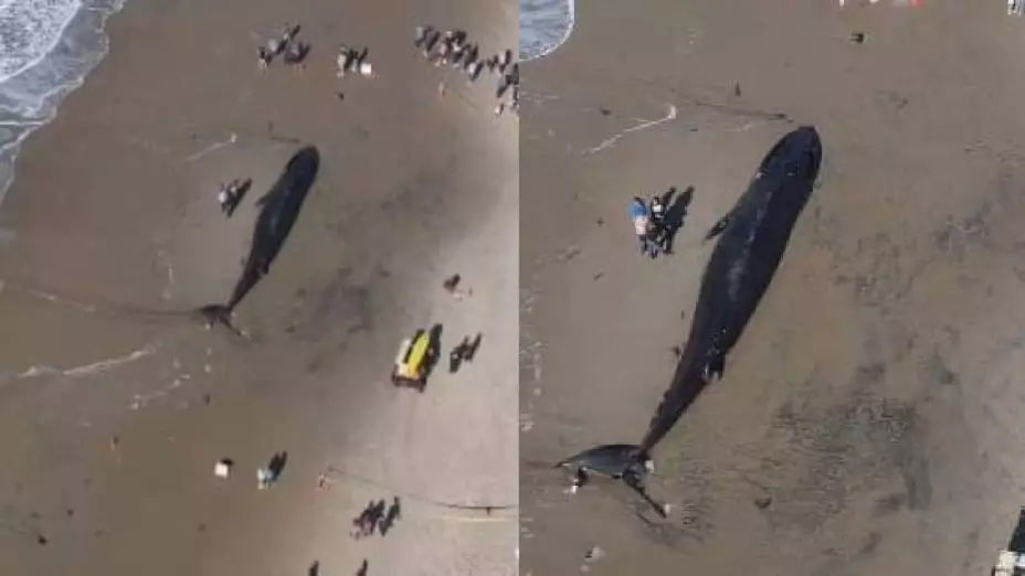 Aparece enorme ballena muerta en playa de San Diego; medía 16 metros