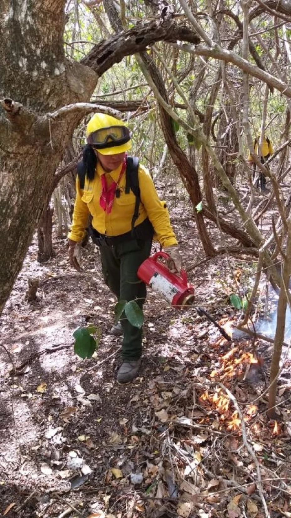Incendios forestales