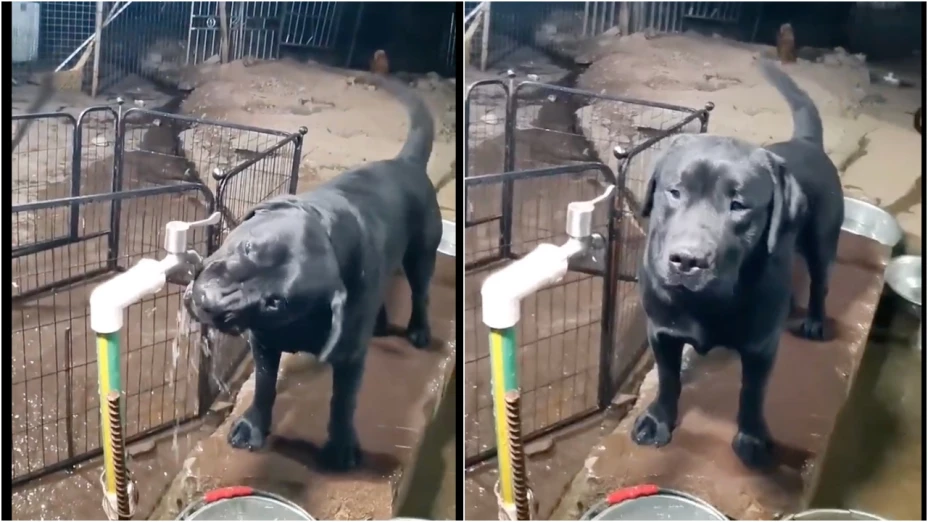 VIDEO_ Perrito abre llave del agua, demuestra lo inteligente que es