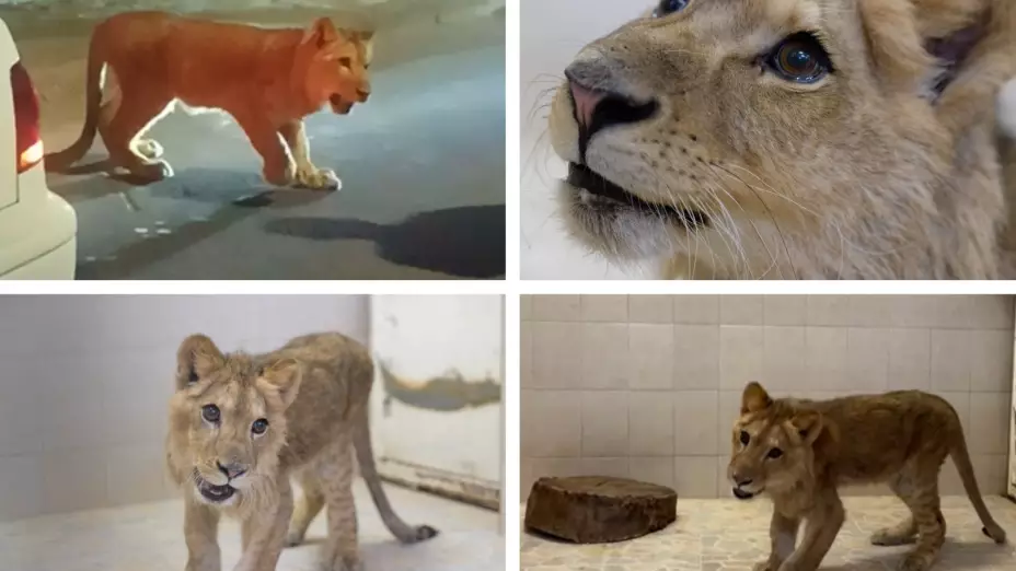 Ecatepec cachorro león africano