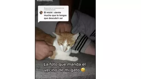traición del gato que se va con el vecino.jpg