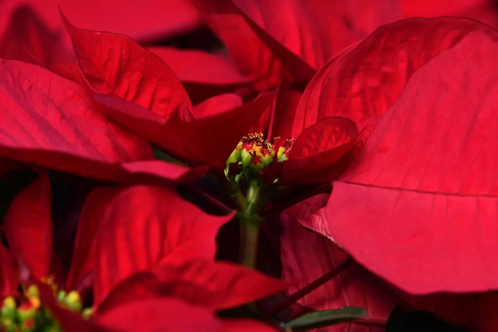 flores de la nochebuena planta