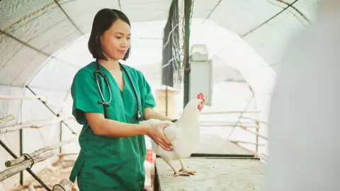 OMS Gripe Aviar en México