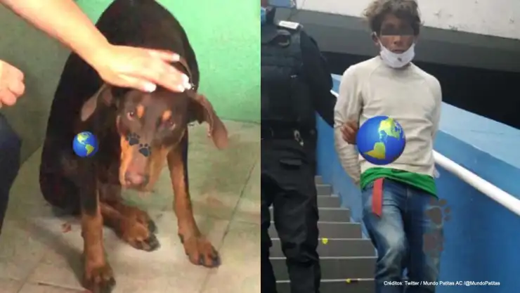 hombre abusa perrita cdmx.jpg
