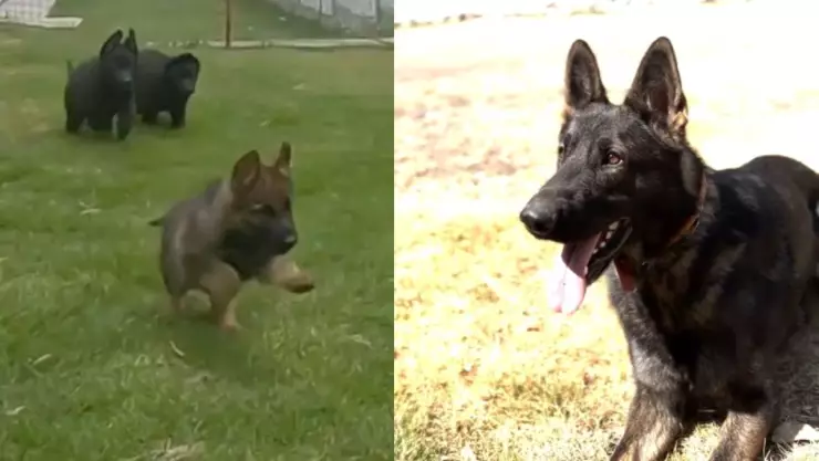 VIDEO Así fue el crecimiento de Proteo, el perro rescatista