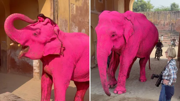 Muere elefante pintado de rosa para una sesión de fotos