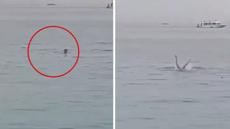 Hombre es devorado por un tiburón en Egipto en el Mar Rojo