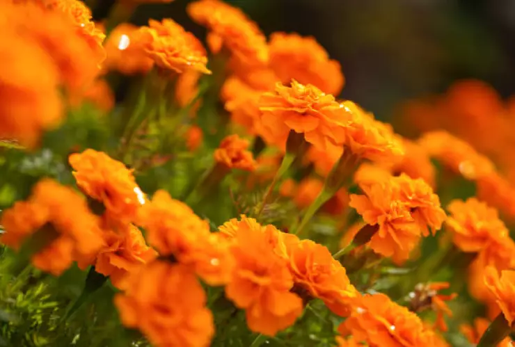 flor de cempasúchil por día de muertos