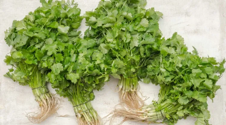 ¿Cómo sembrar cilantro en casa y cuánto tiempo tarda en crecer la planta?