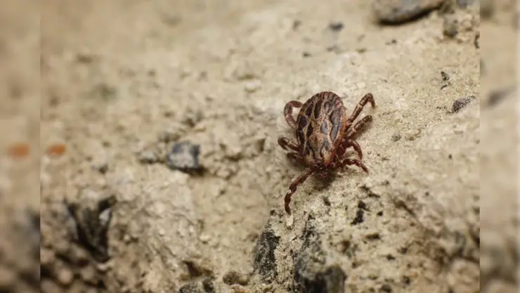 enfermedad de garrapata