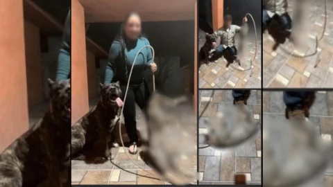 Perro mata a felino y dueña lo celebra en redes sociales