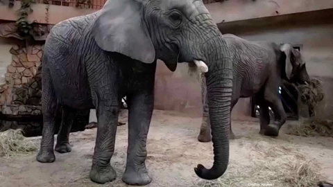 elefantes marihuana controlar niveles estres.jpg