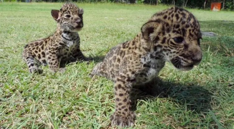 jaguares-zona-maya.jpg
