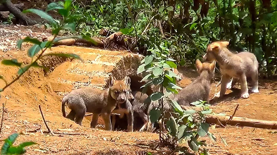 Nace camada de lobo gris mexicano en Edomex.jpg