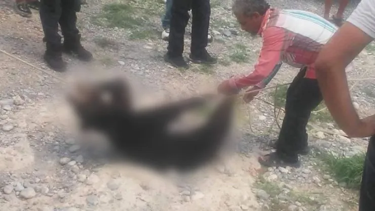 Oso bebé asesinado.jpeg