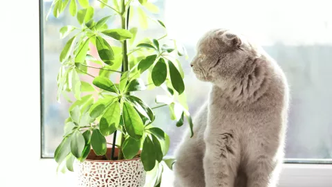 plantas gatos
