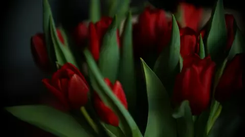 Flores para regalar en San Valentín
