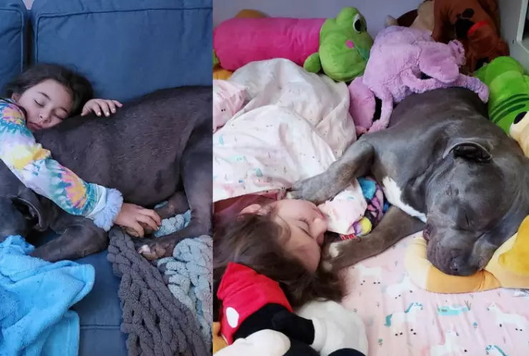 perrito pitbull duerme con su dueña.png