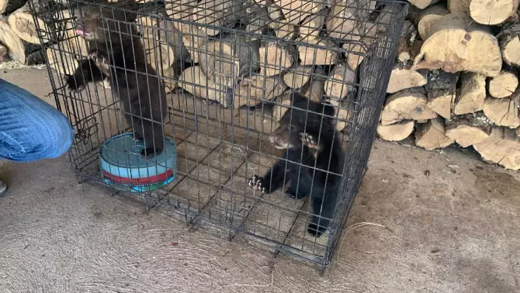 Osa muere en incendio y rescatan a sus oseznos